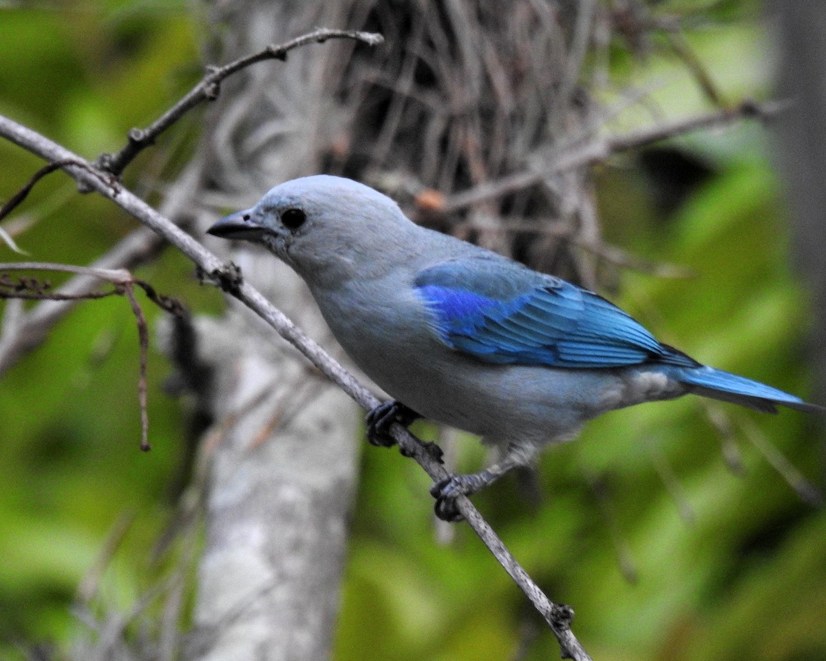 Blue-gray Tanager - ML645971557