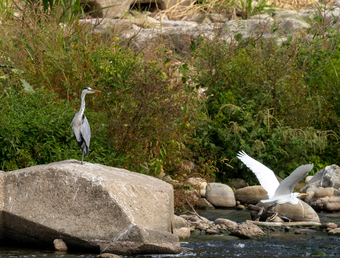 Koartza zuria - ML645971559