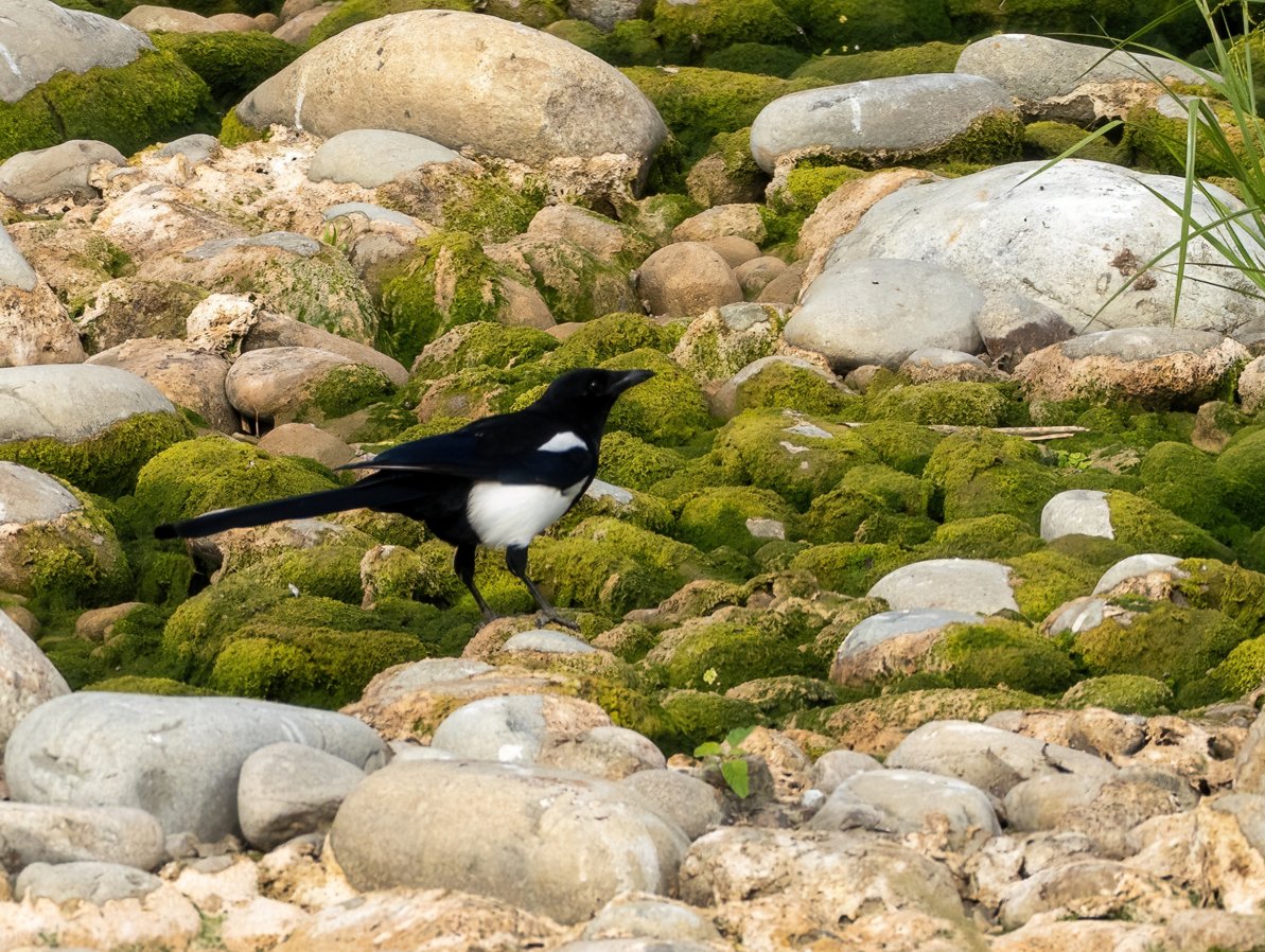 orientskjære - ML645971565