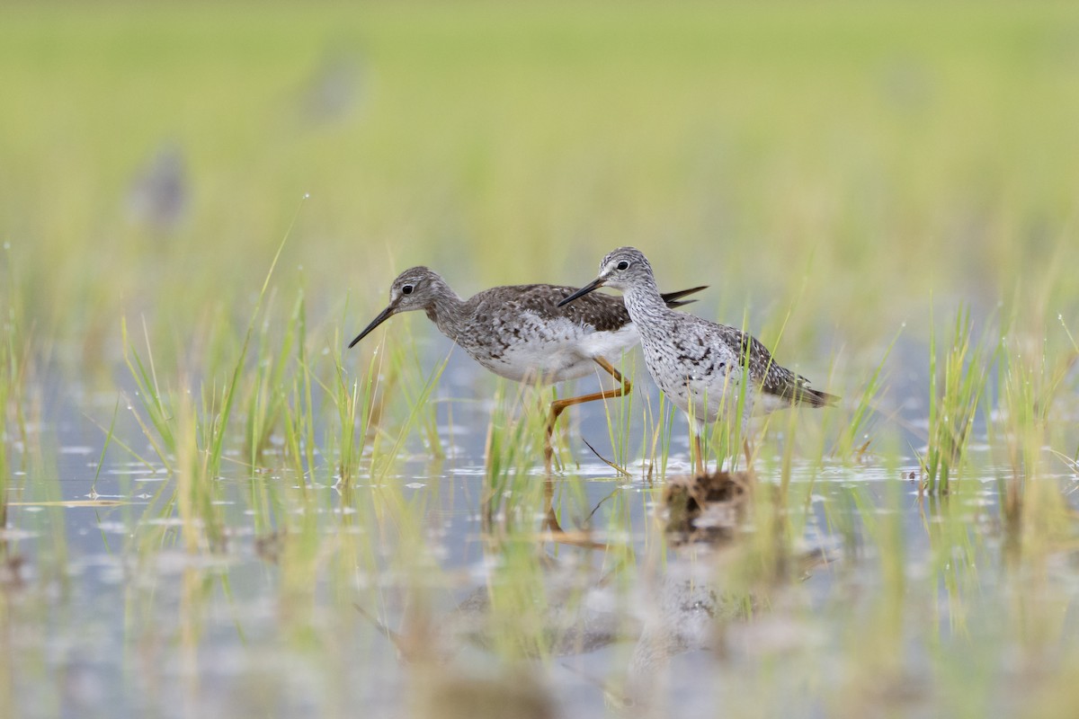 コキアシシギ - ML645971574