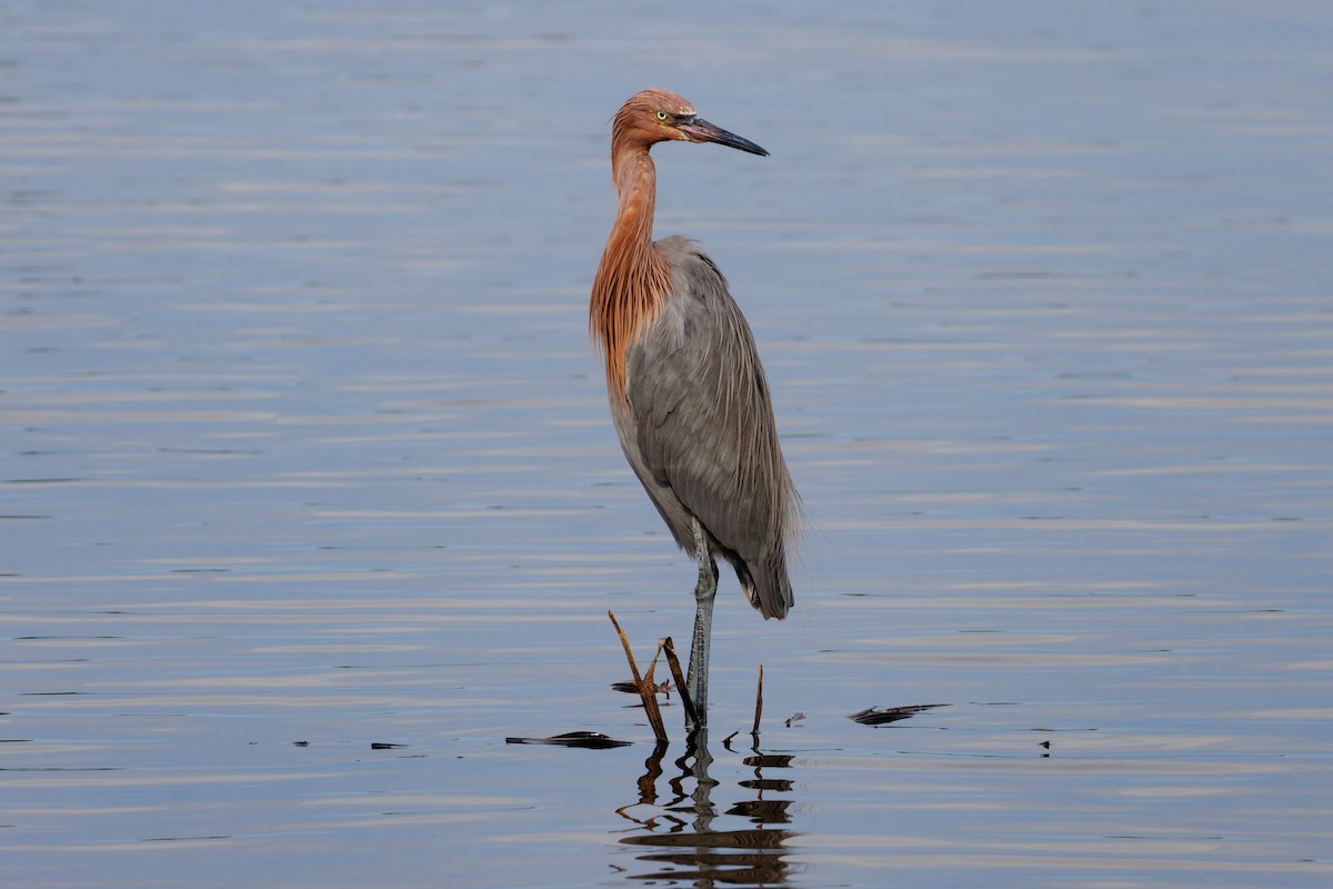 Reddish Egret - ML645971575