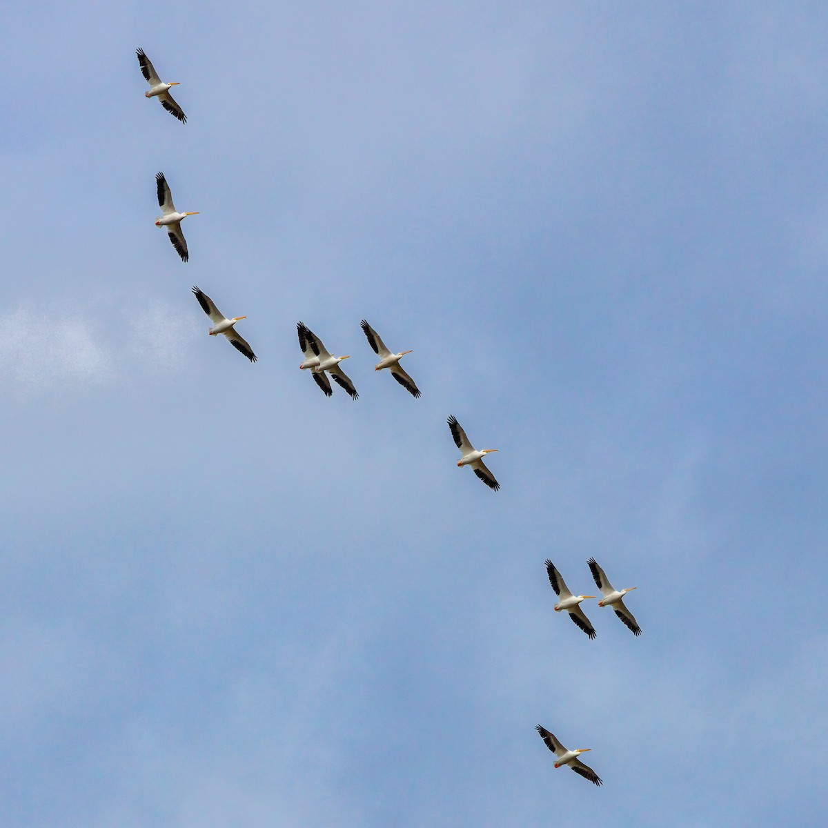 American White Pelican - ML645971579