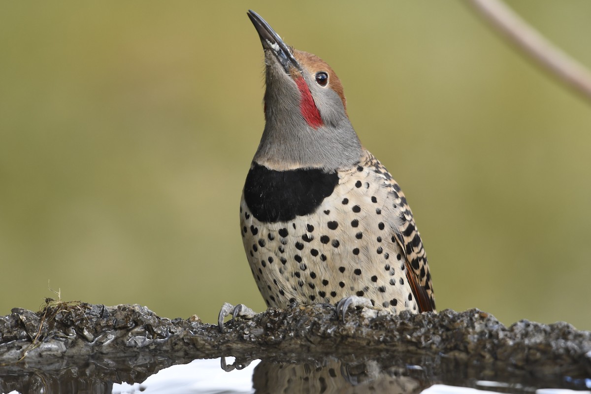 Guatemalan Flicker - ML645971585
