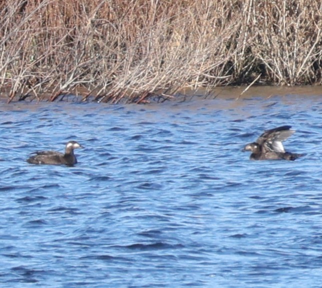 White-winged Scoter - ML645971586