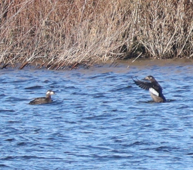 White-winged Scoter - ML645971587