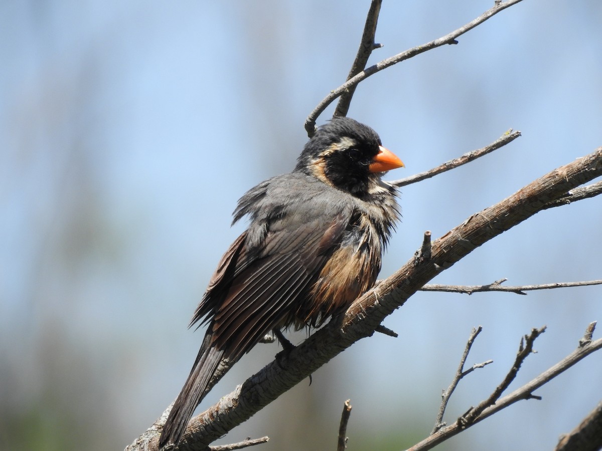 Golden-billed Saltator - ML645971591