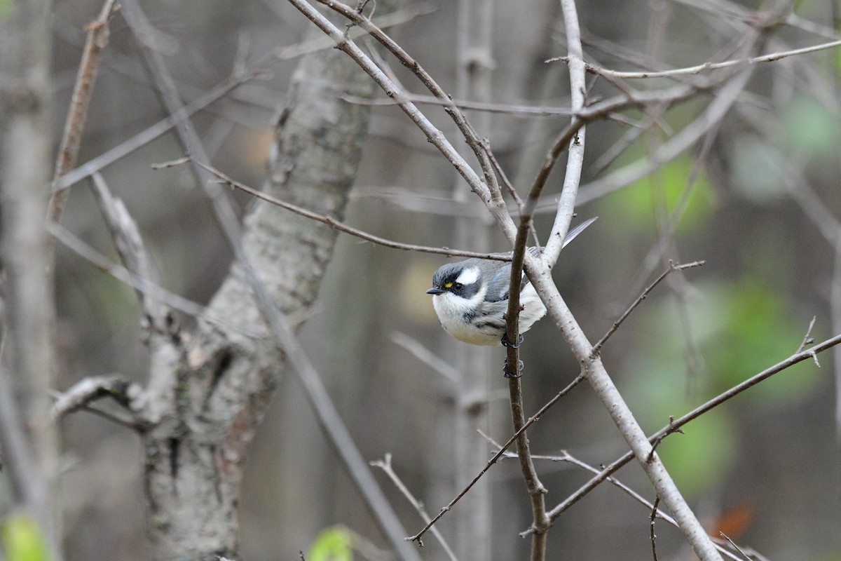 Black-throated Gray Warbler - ML645971593