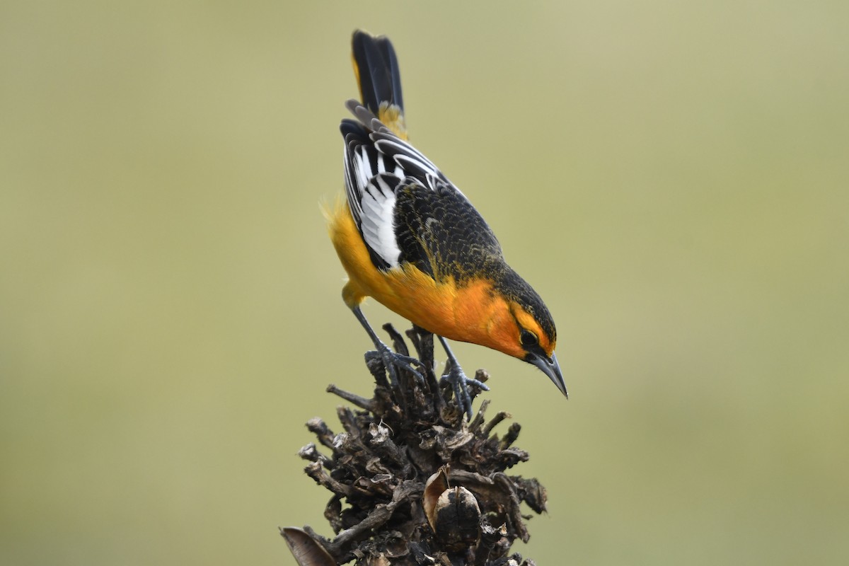 Bullock's Oriole - ML645971594