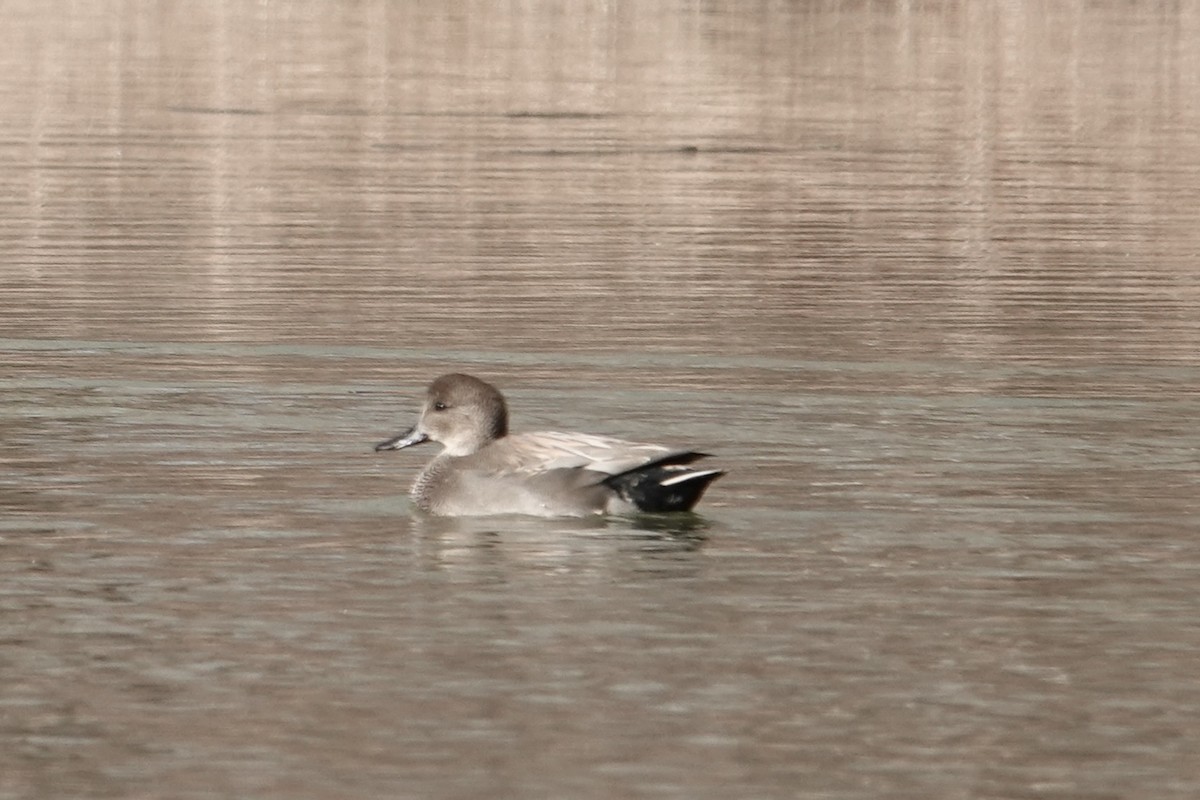 オカヨシガモ - ML645971596