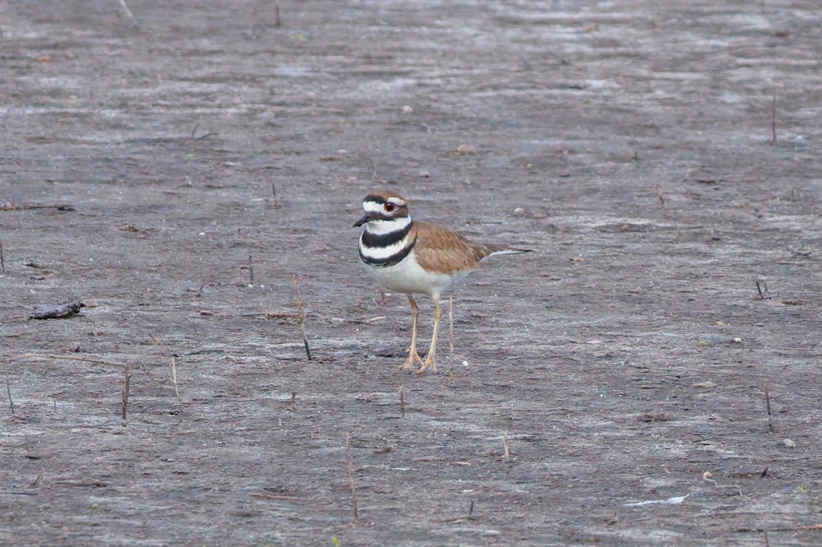 Killdeer - ML645971597