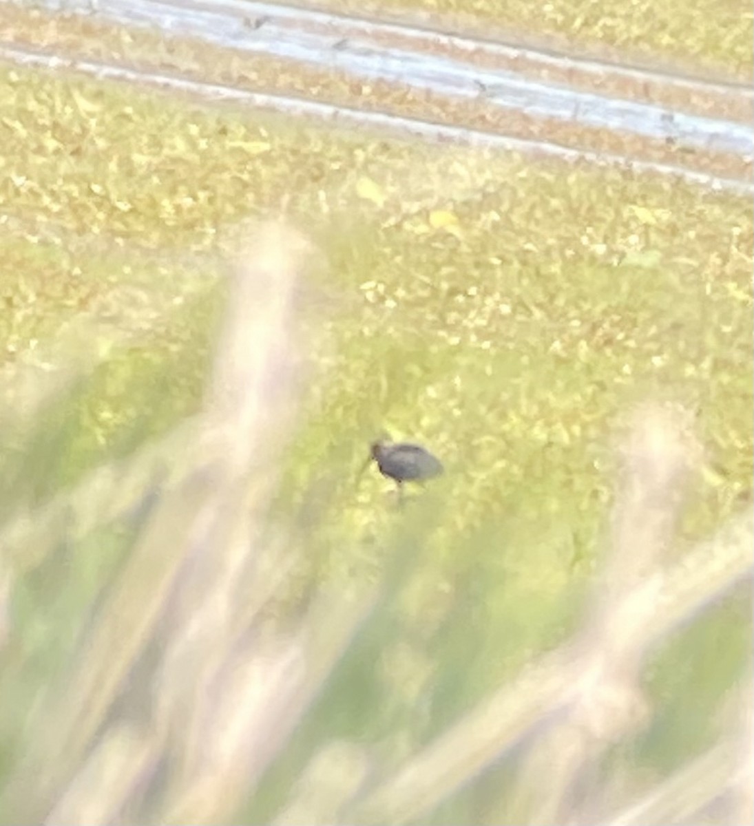 Glossy Ibis - ML645971600