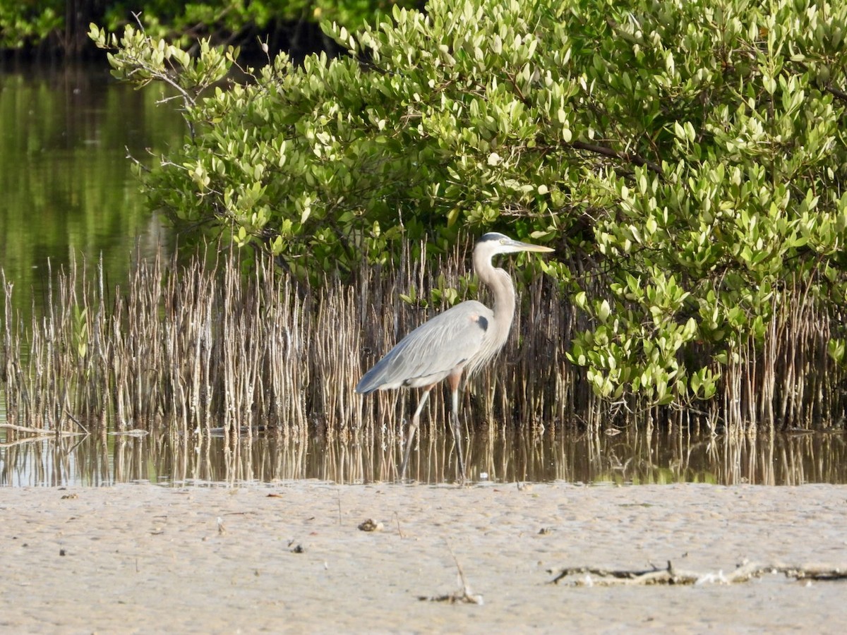 Great Blue Heron - ML645971601