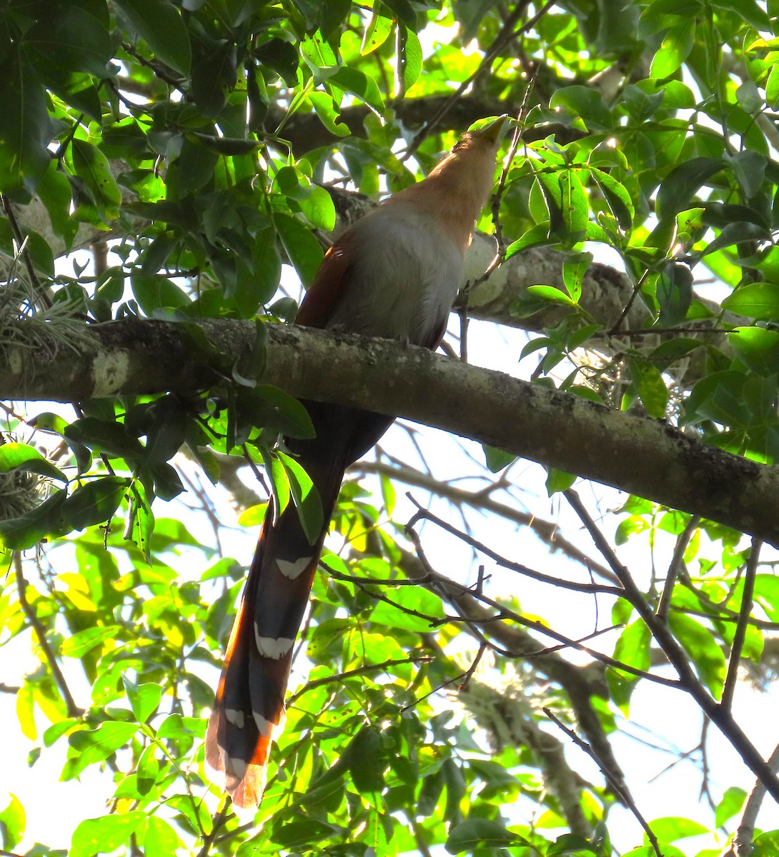 Common Squirrel-Cuckoo - ML645971602