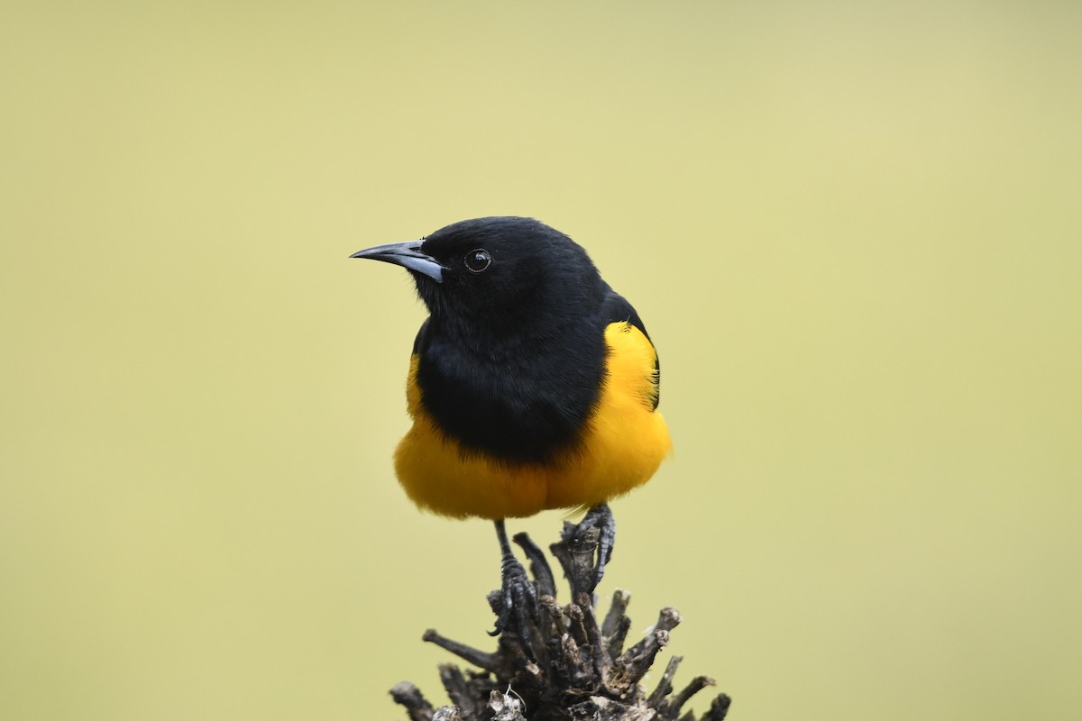Black-vented Oriole - ML645971604