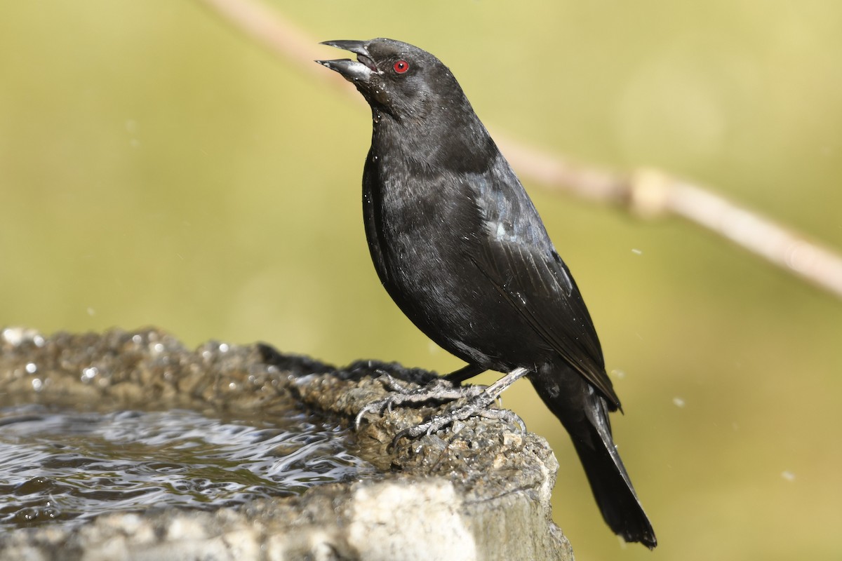 Bronzed Cowbird (Bronzed) - ML645971606