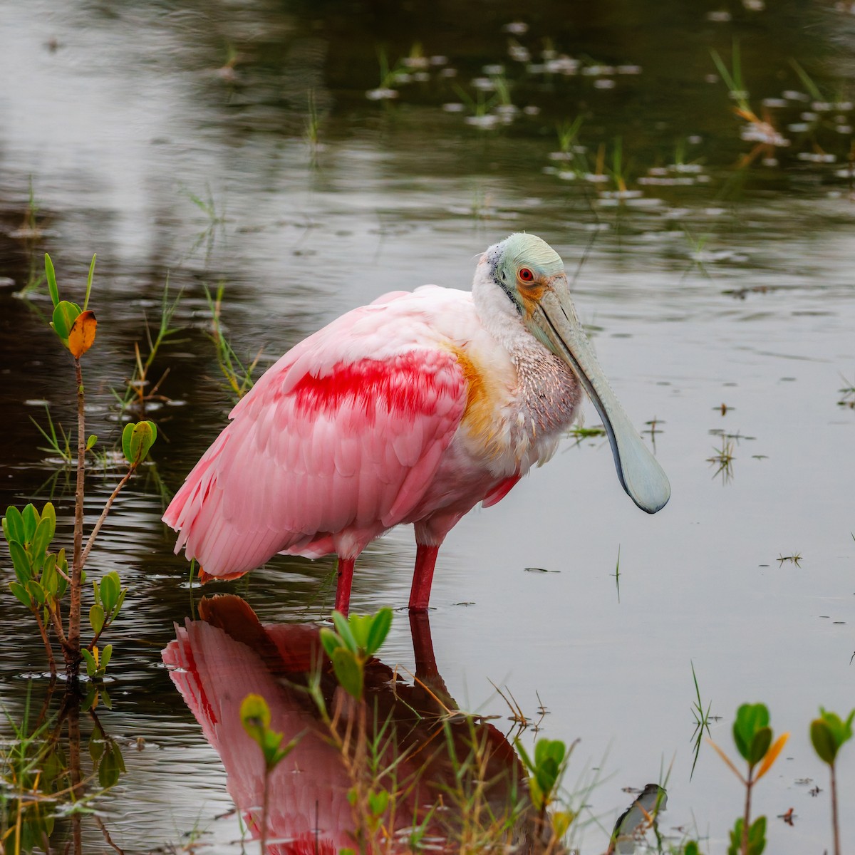 Roseate Spoonbill - ML645971608