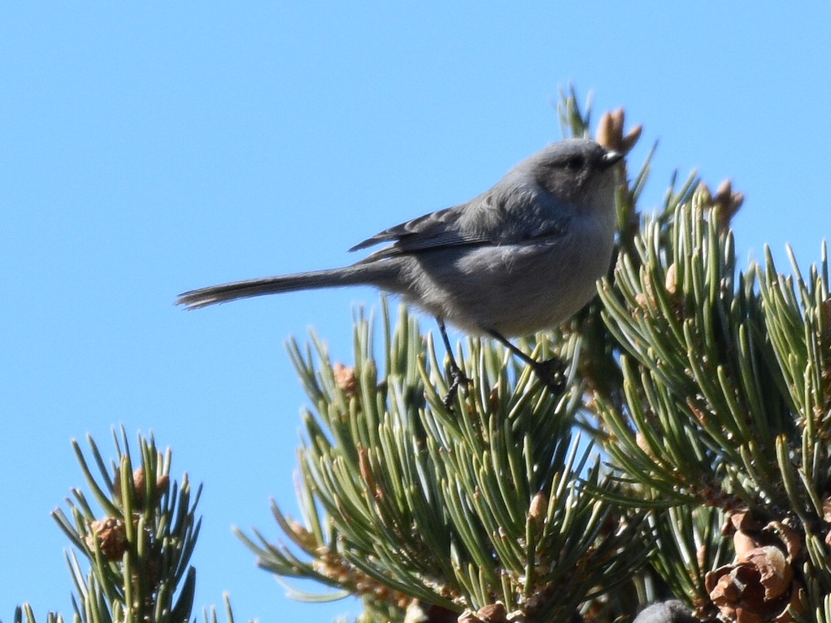 Bushtit - ML645971609