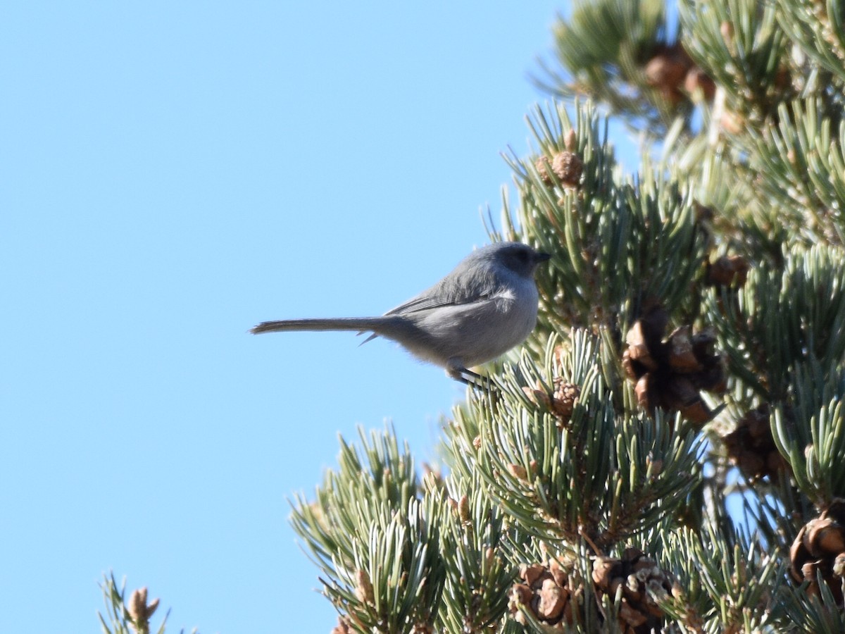Bushtit - ML645971610