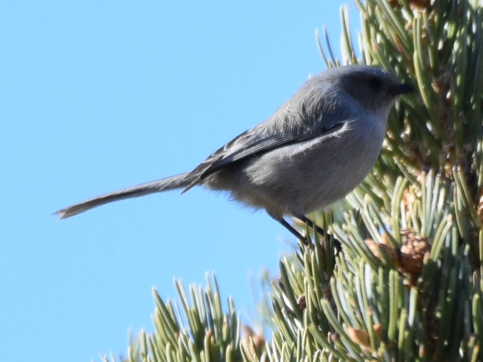 Bushtit - ML645971611