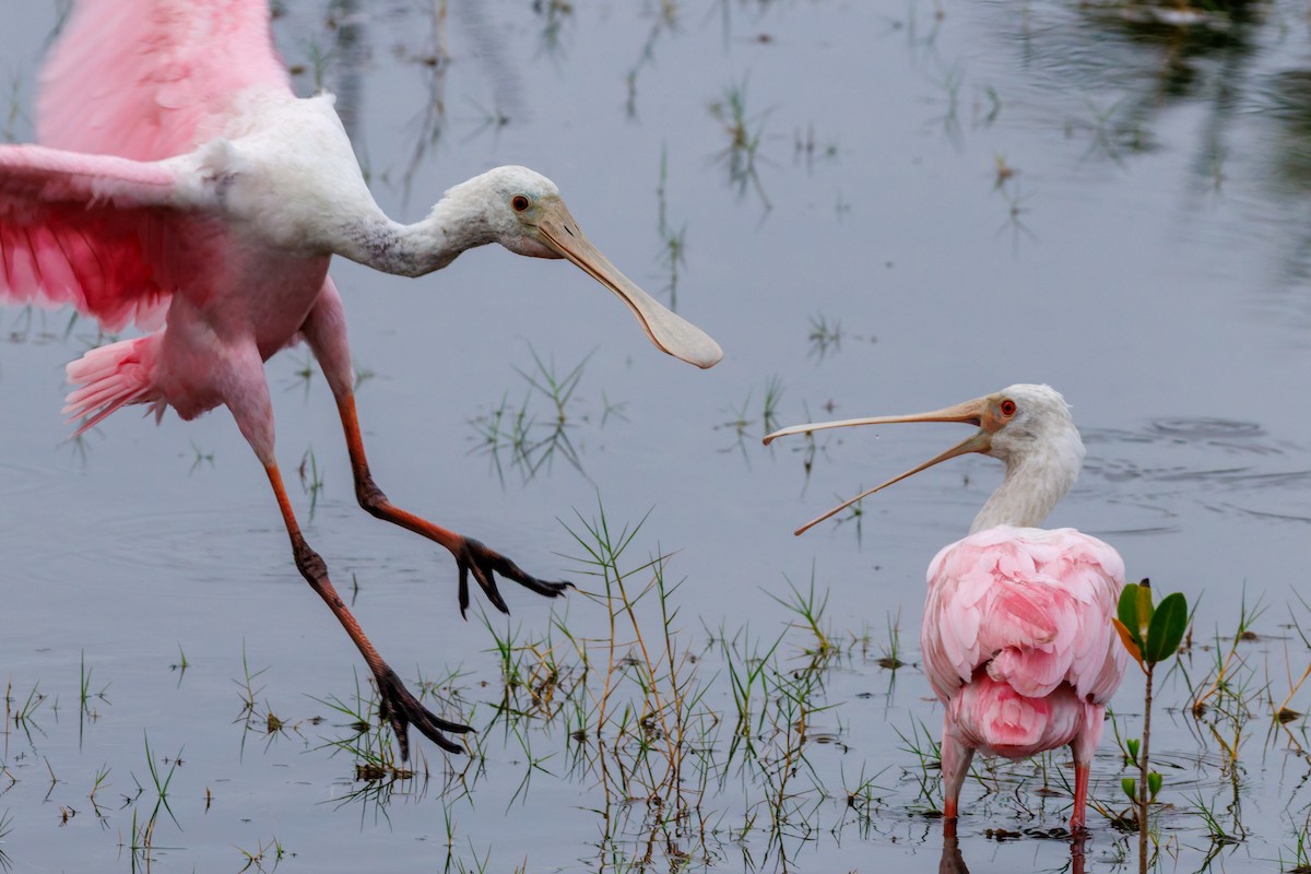 Roseate Spoonbill - ML645971612