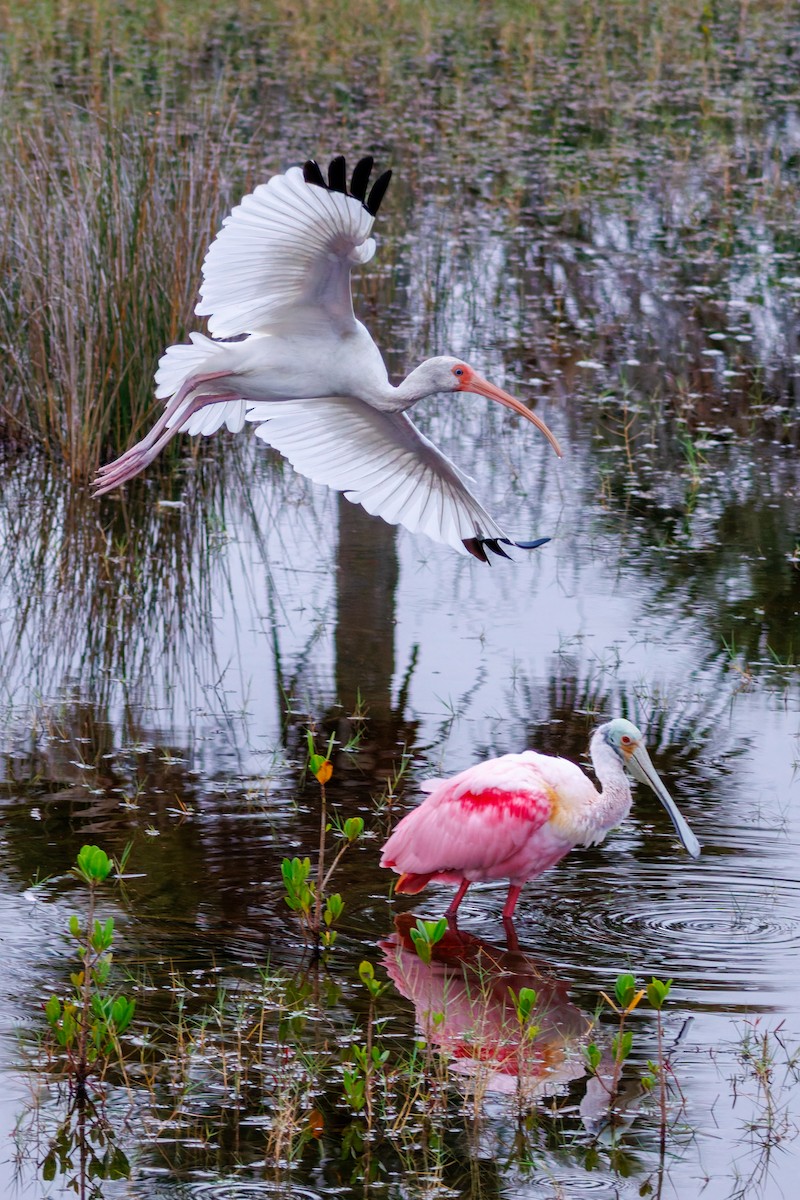 Roseate Spoonbill - ML645971613