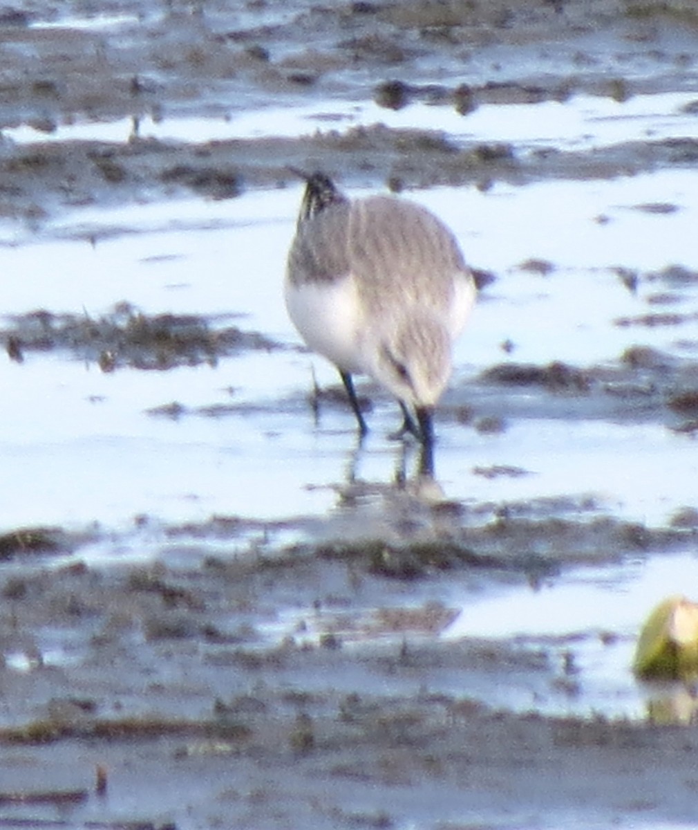 Sanderling - ML645971614