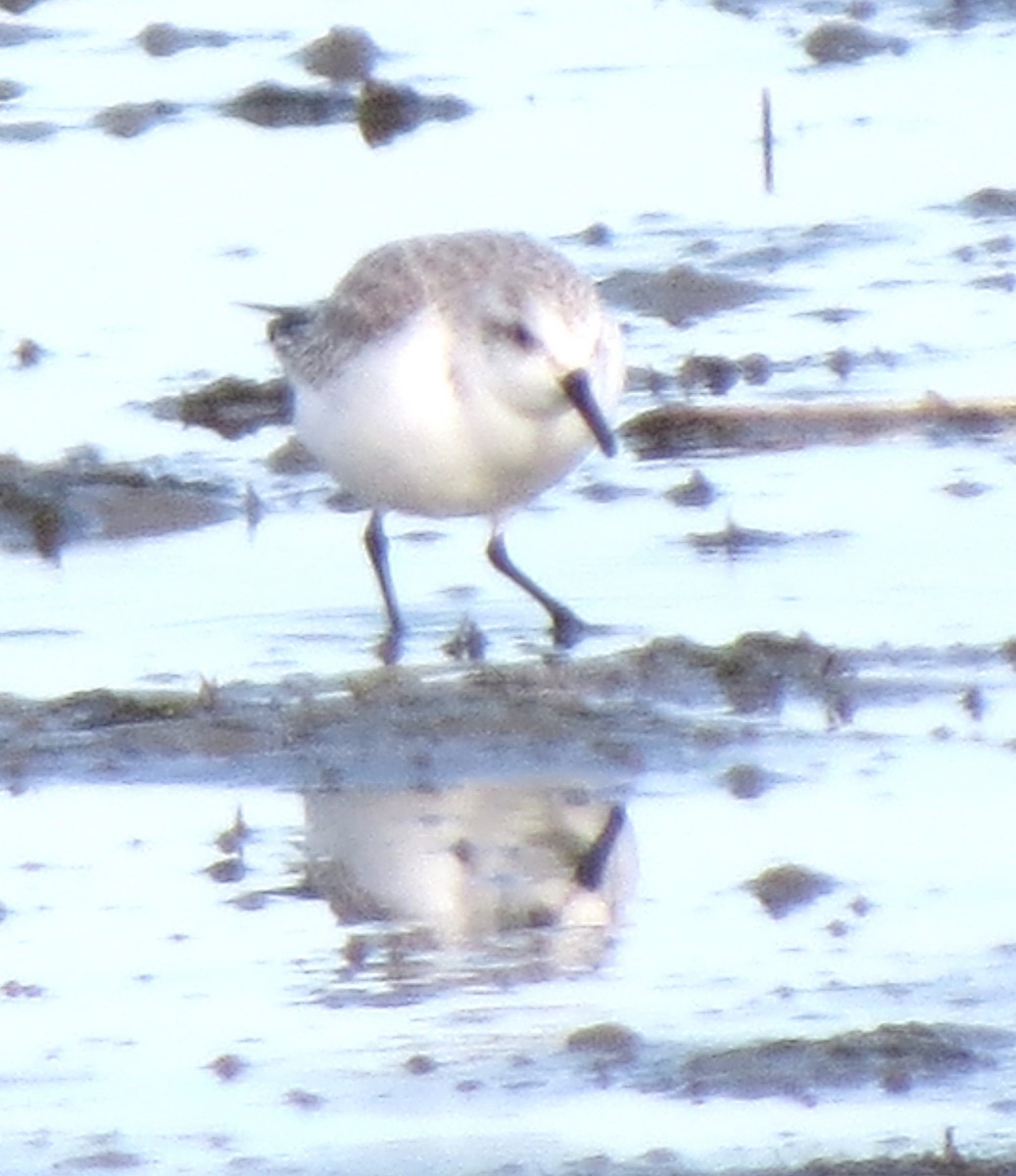 Sanderling - ML645971619