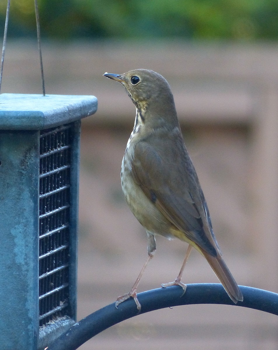 Hermit Thrush - ML645971620