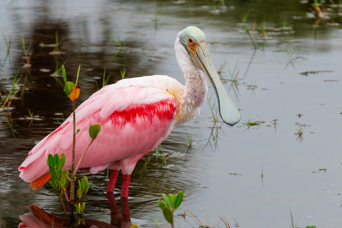 Roseate Spoonbill - ML645971621