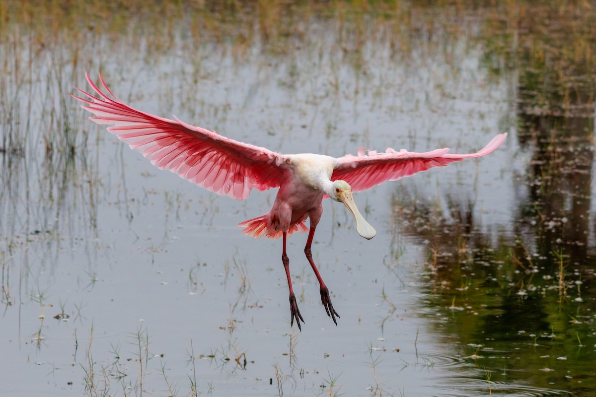 Roseate Spoonbill - ML645971622