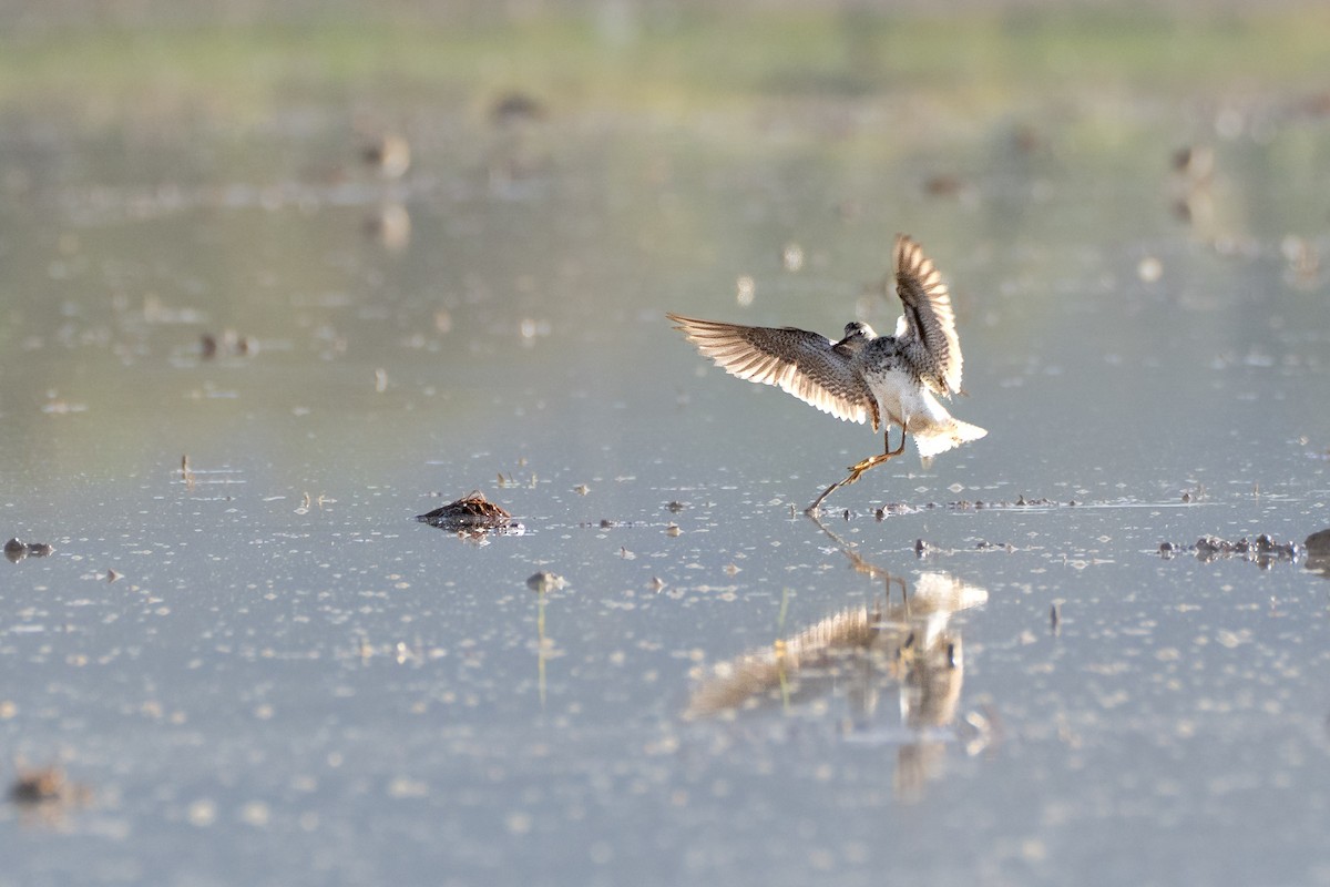 Lesser Yellowlegs - ML645971623