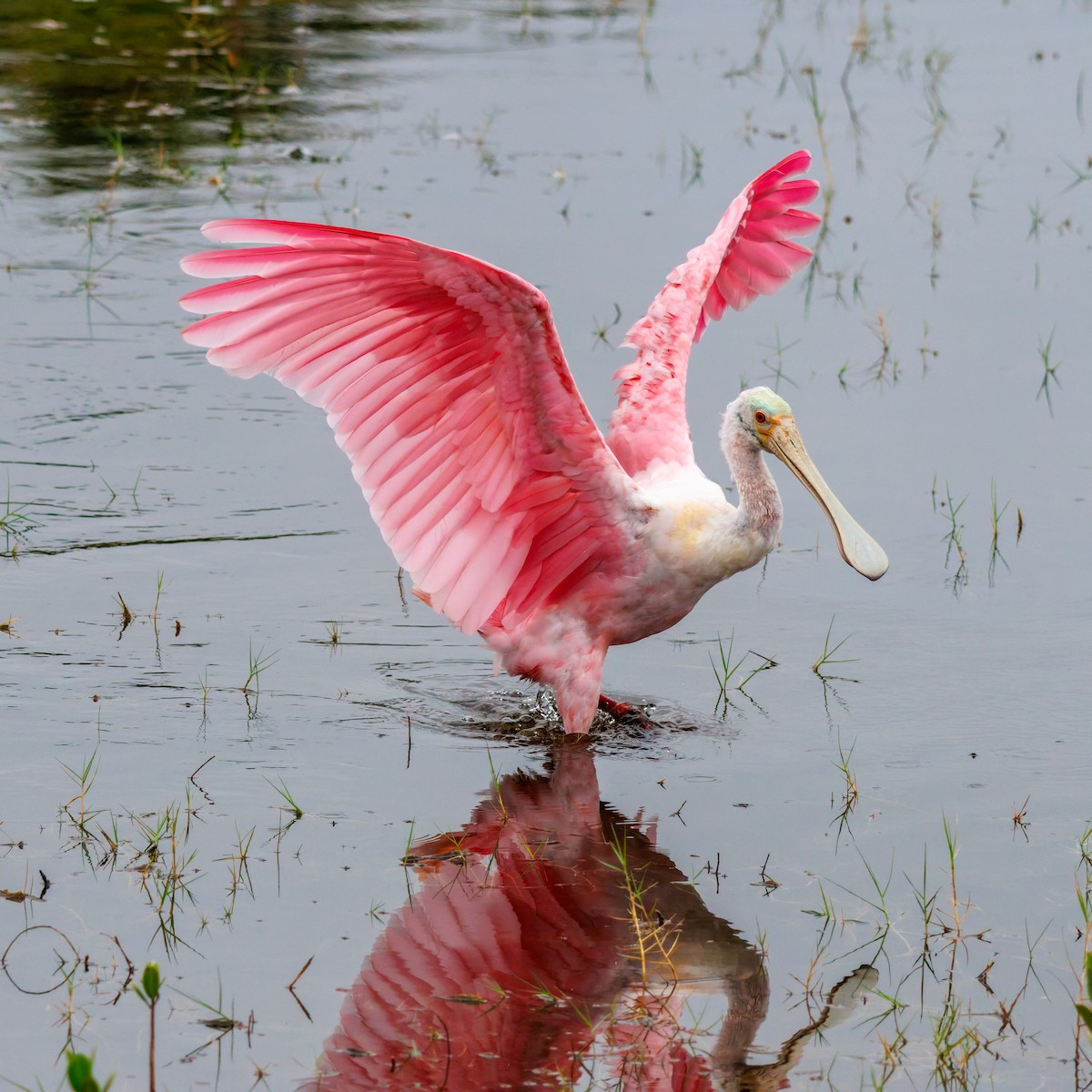 Roseate Spoonbill - ML645971625