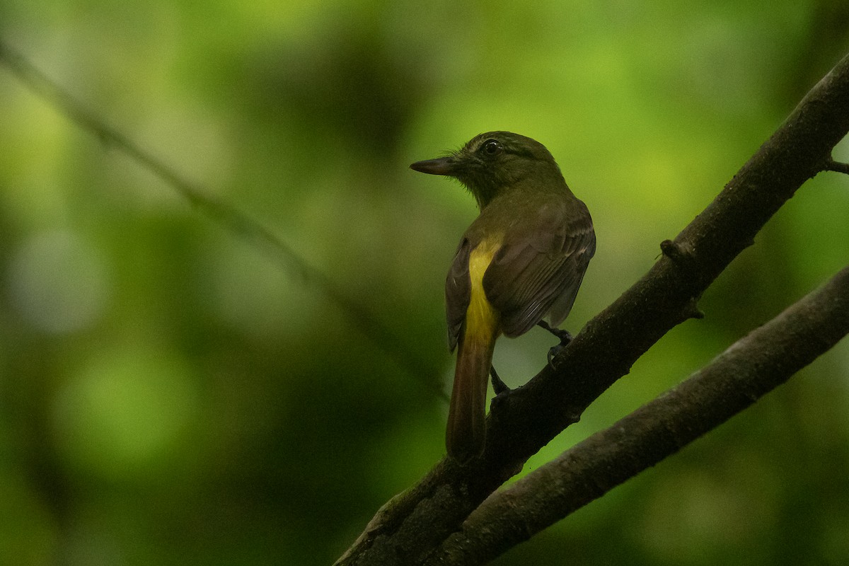 Bright-rumped Attila - ML645971626