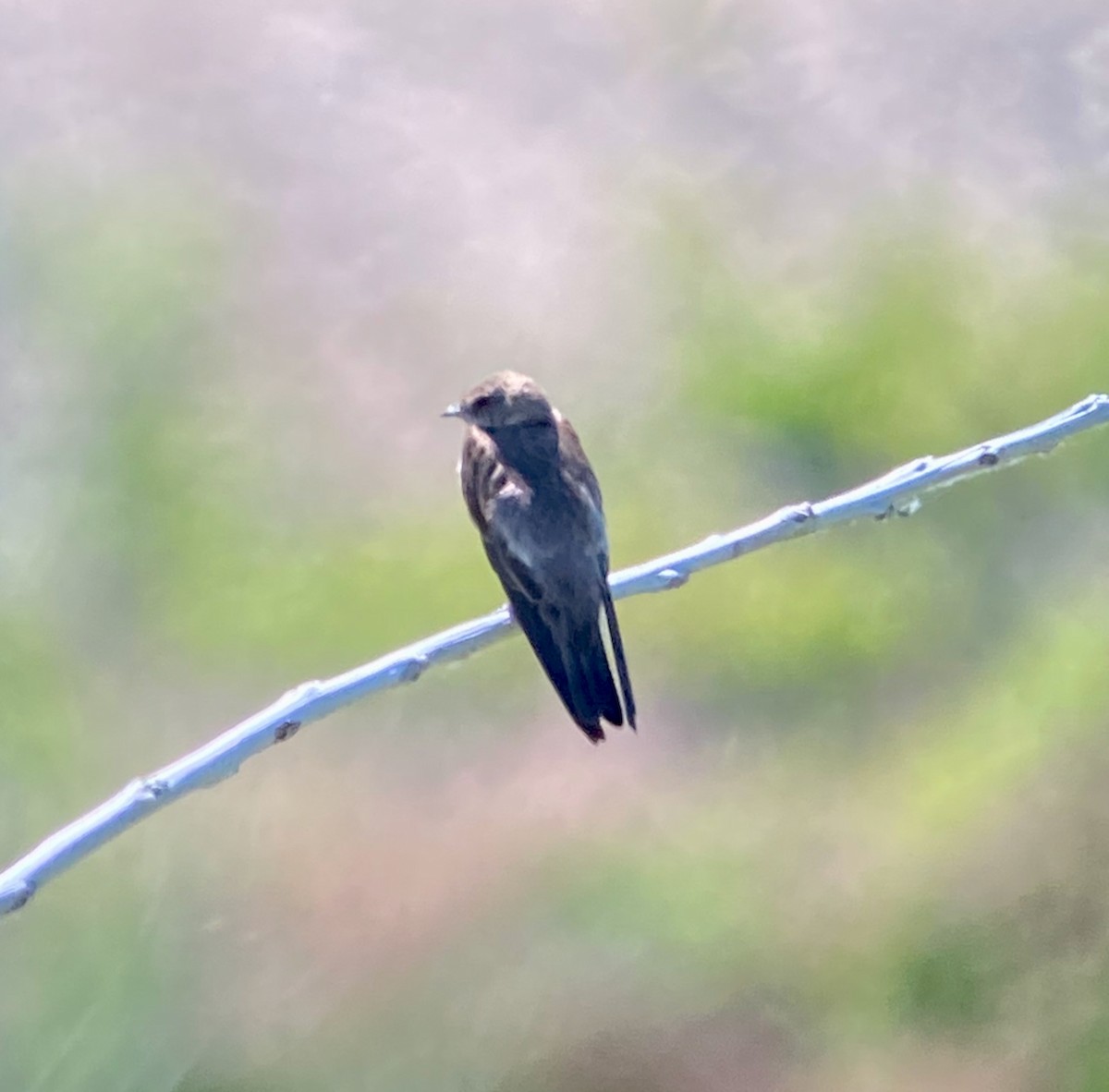 Northern Rough-winged Swallow - ML645971627