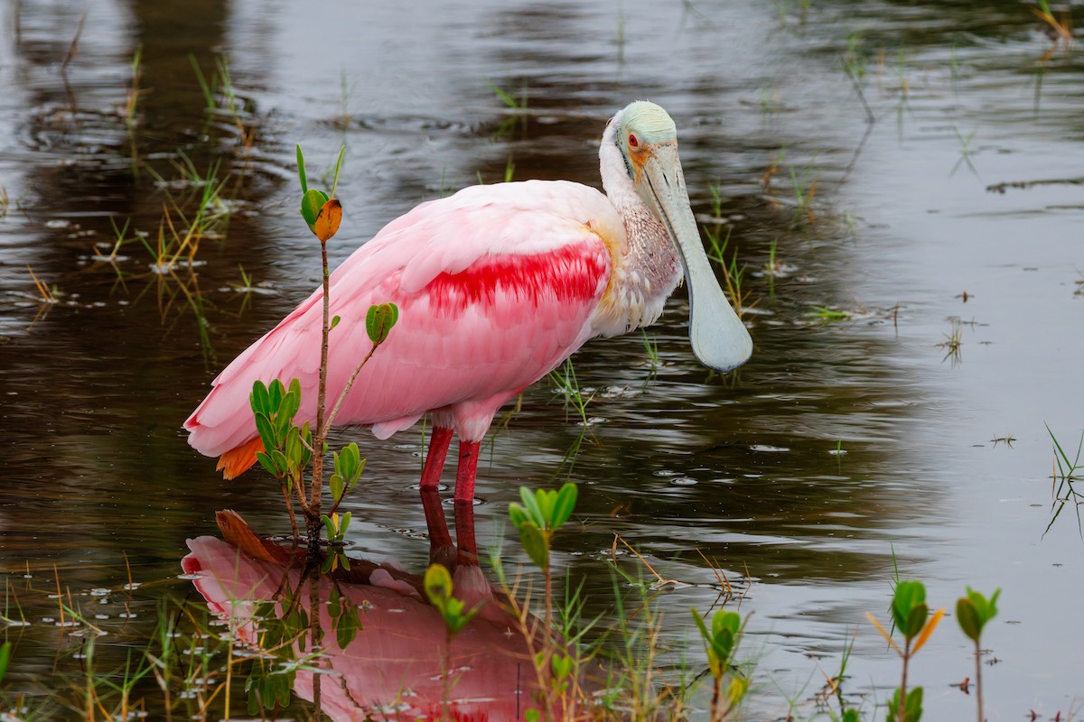 Roseate Spoonbill - ML645971628