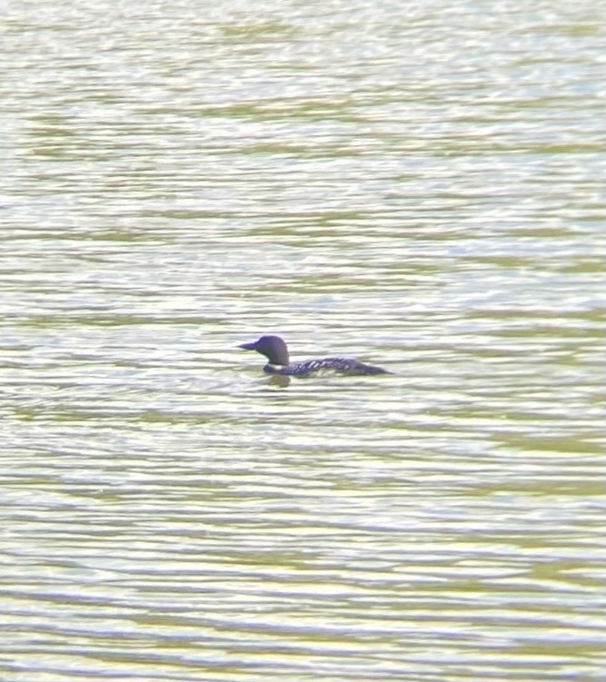 Common Loon - ML645971629