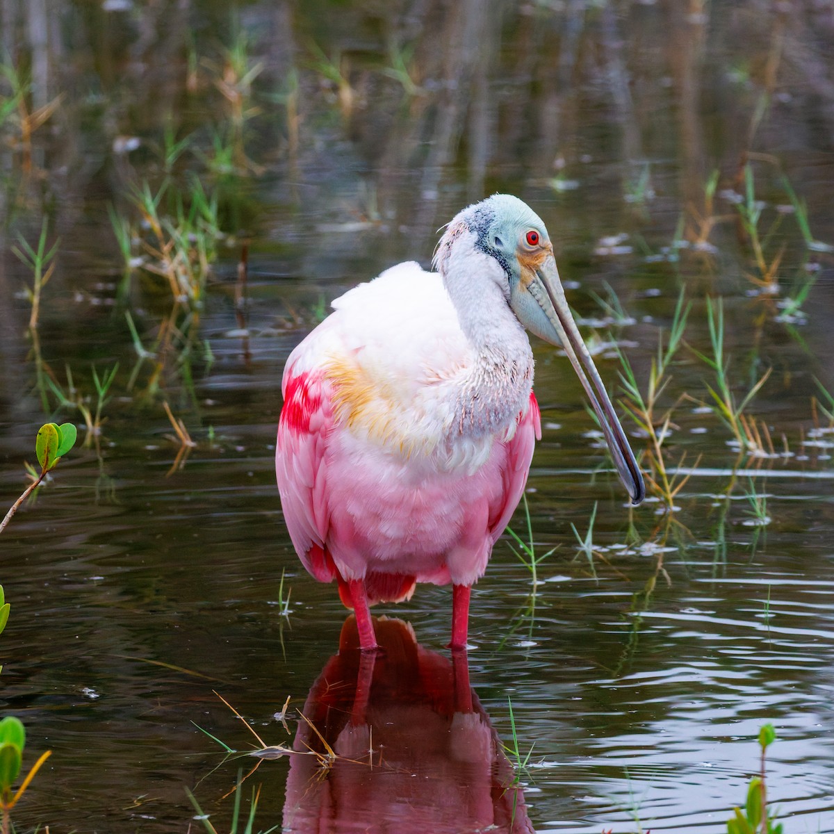 Roseate Spoonbill - ML645971630