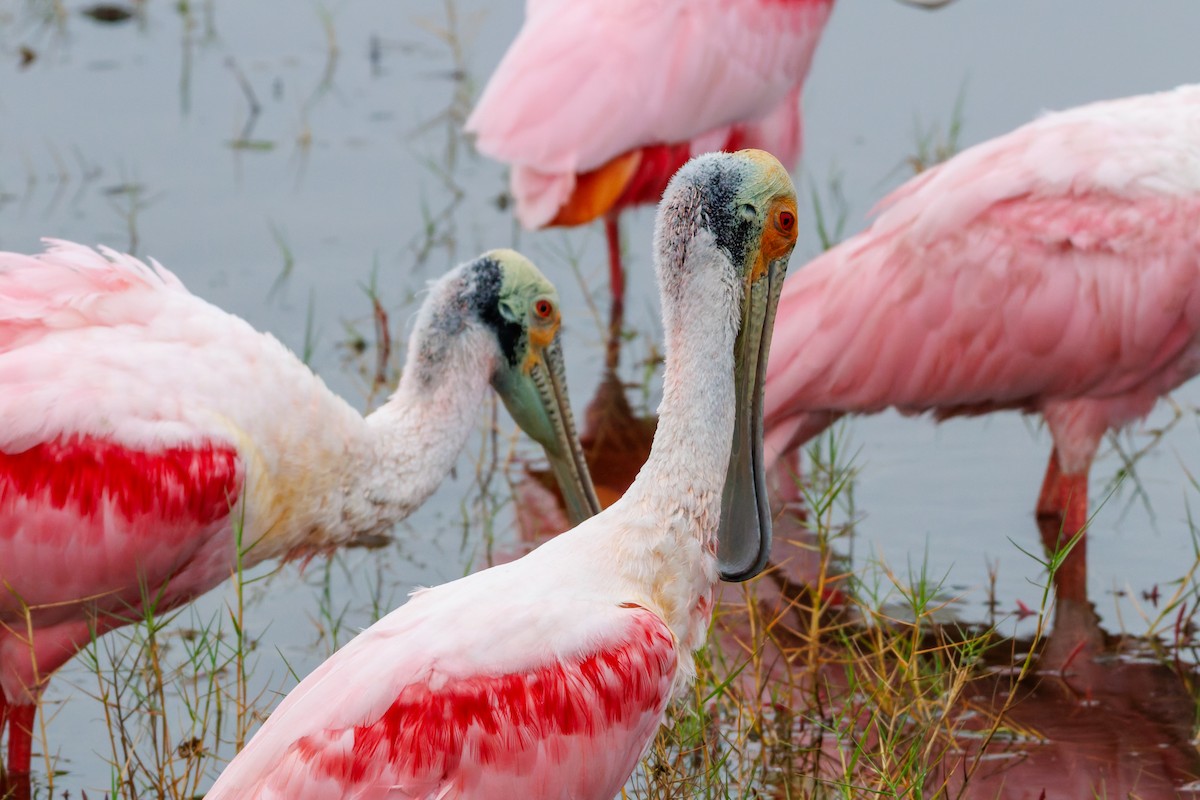 Roseate Spoonbill - ML645971631