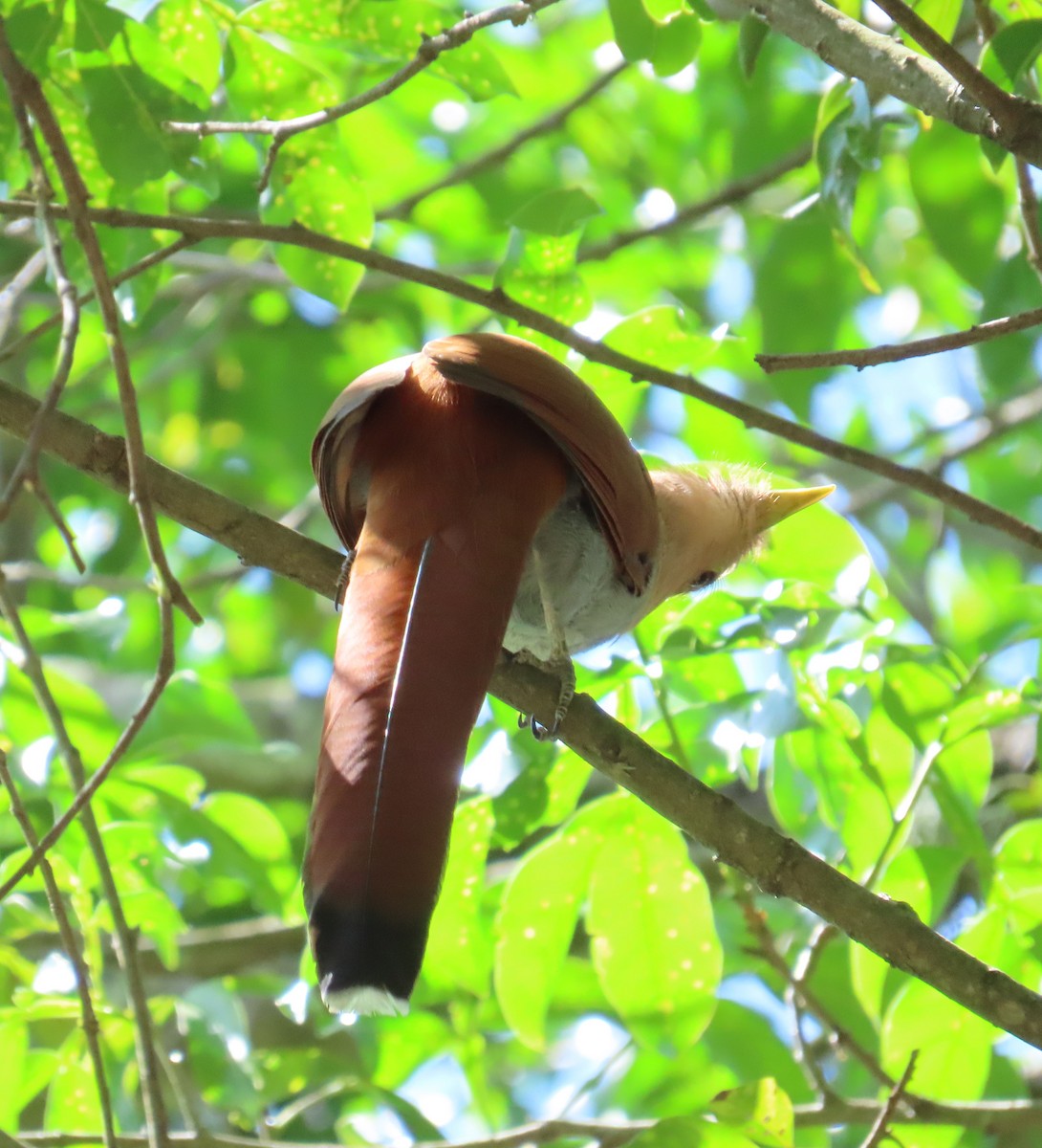 Common Squirrel-Cuckoo - ML645971632