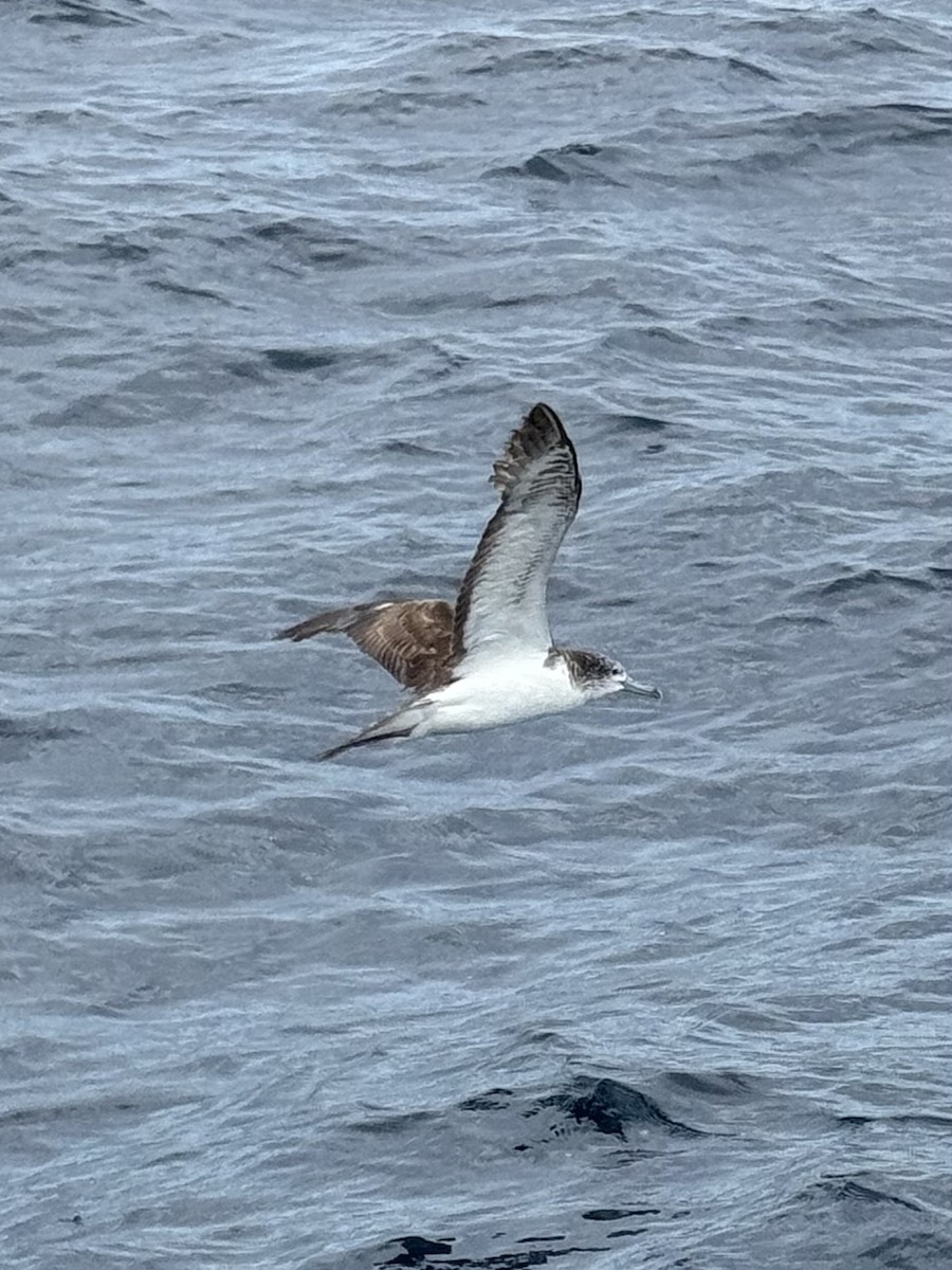 Streaked Shearwater - ML645971636