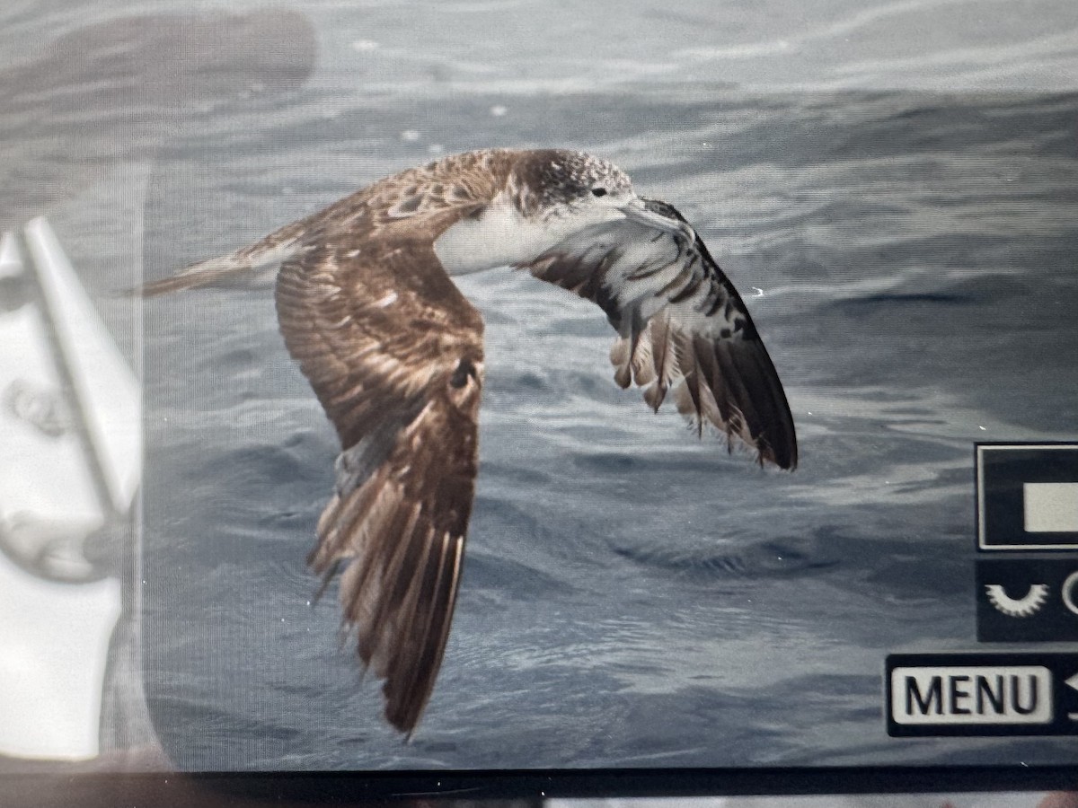 Streaked Shearwater - ML645971637