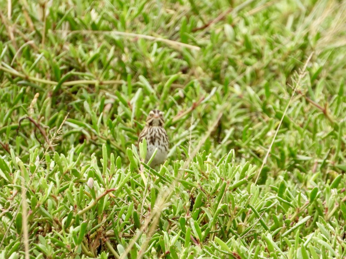 Savannah Sparrow - ML645971639