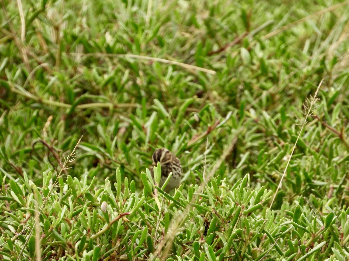 Savannah Sparrow - ML645971640