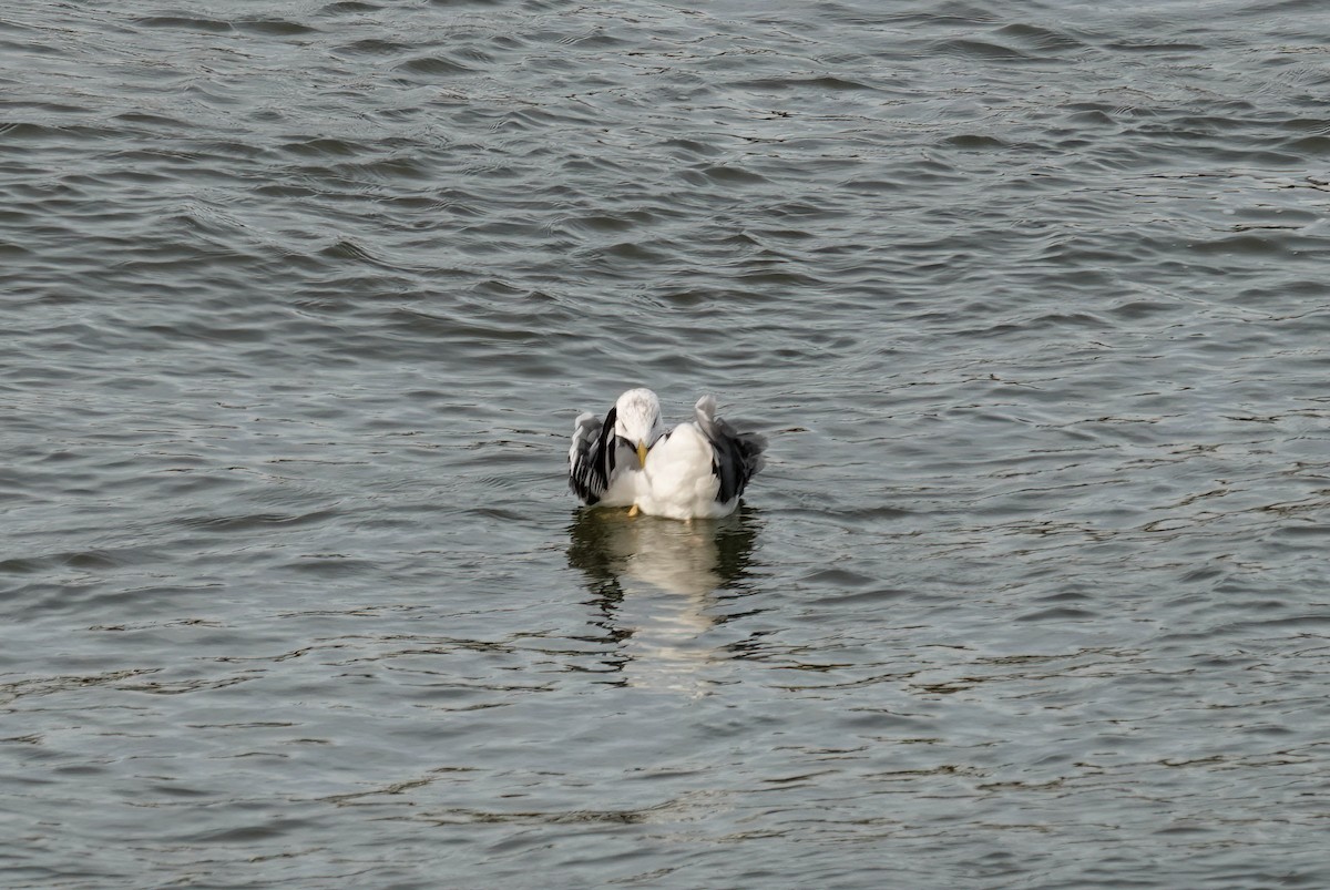 Lesser Black-backed Gull - ML645971641