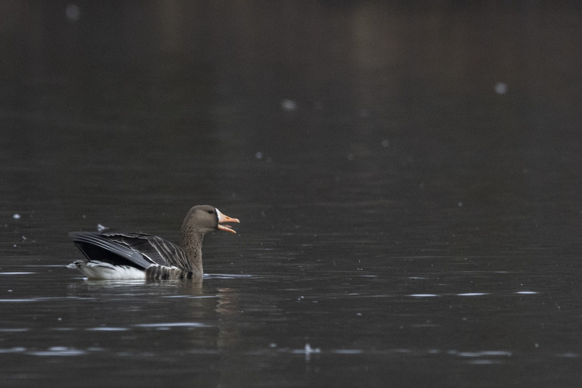 白額雁 - ML645971642