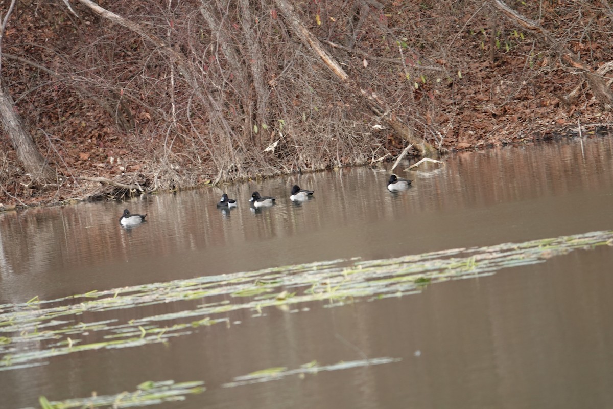 Ring-necked Duck - ML645971643