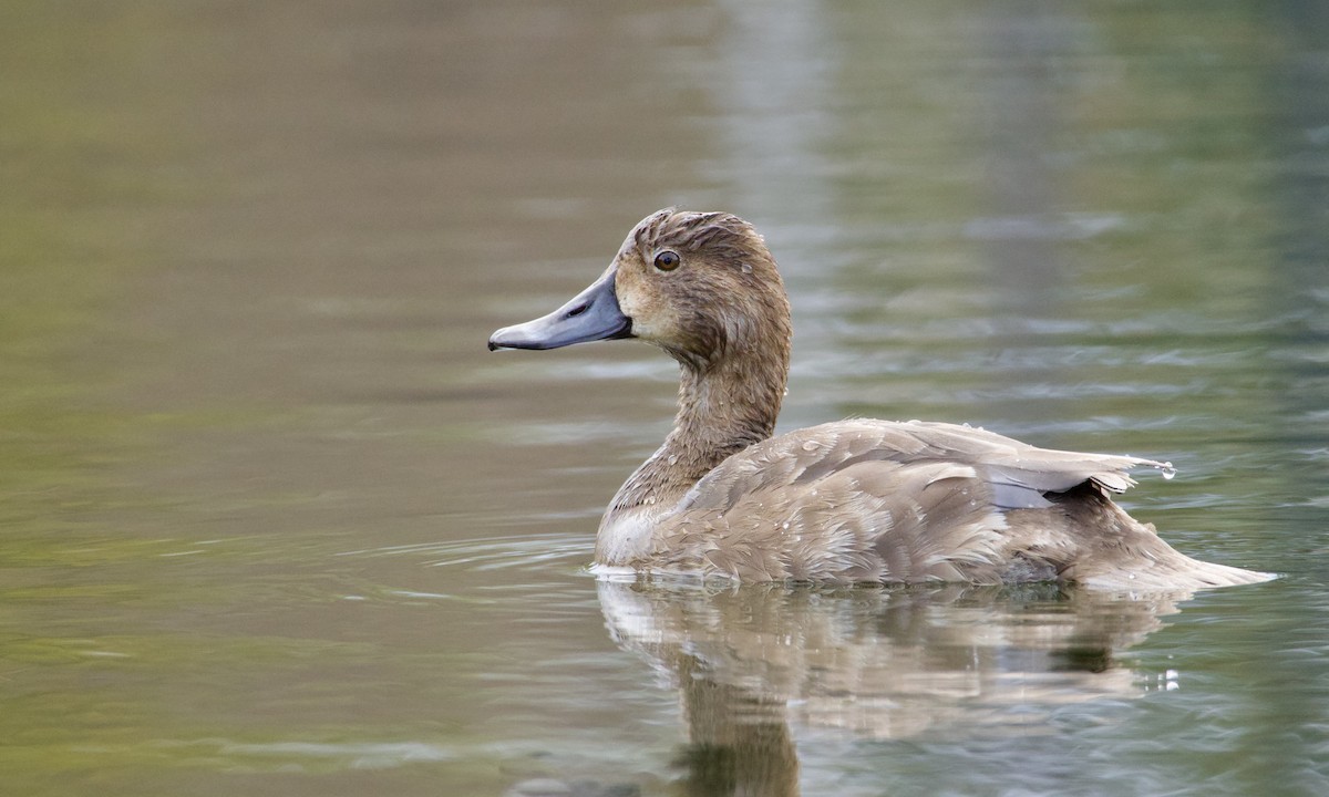 Redhead - ML645971644