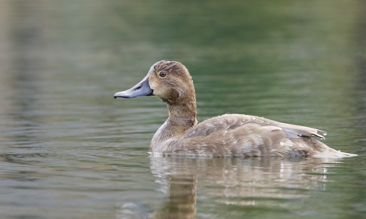 Redhead - ML645971645