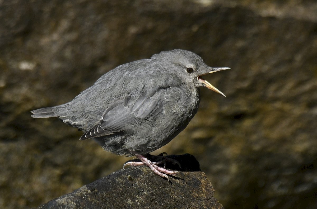 Ur-zozo iparramerikarra - ML645971656