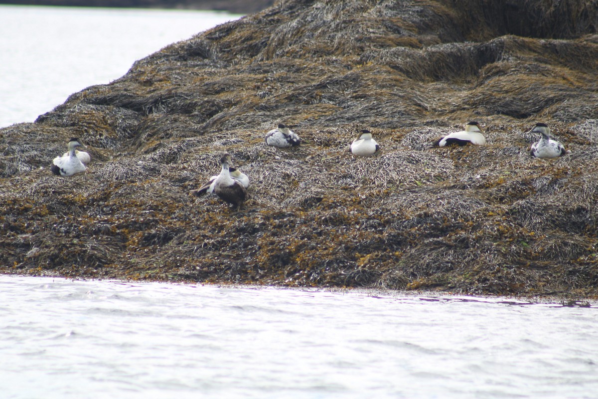 Common Eider - ML645971658